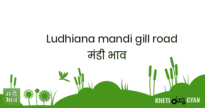 Ludhiana(Mandi gill Road) मंडी भाव की ताज़ा तस्वीर